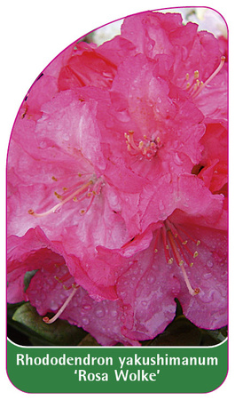 Rhododendron yakushimanum 'Rosa Wolke'