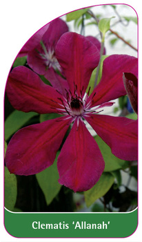 Clematis 'Allanah'