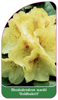Rhododendron wardii 'Goldbukett'