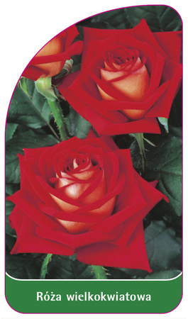 Róza wielkokwiatowa Nr. 229
