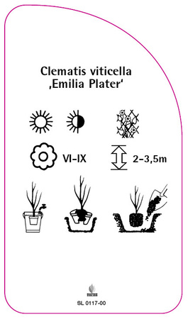 Clematis viticella 'Emilia Plater'