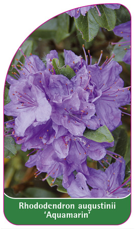 Rhododendron augustinii 'Aquamarin'