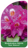 Rhododendron-Hybride 'Kate Waterer'