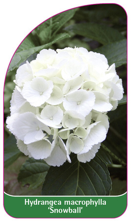 Hydrangea macrophylla 'Snowball'