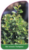 Ilex  crenata 'Fastigiata'