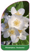 Philadelphus 'Avalanche'