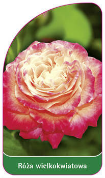 Roza wielkokwiatowa Nr. 242