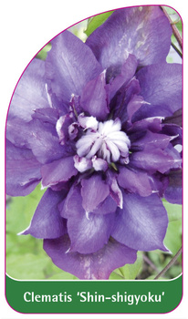 Clematis 'Shin-shigyoku'