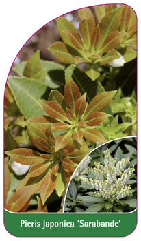 Pieris japonica 'Sarabande'