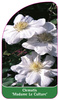 Clematis 'Madame Le Culture'