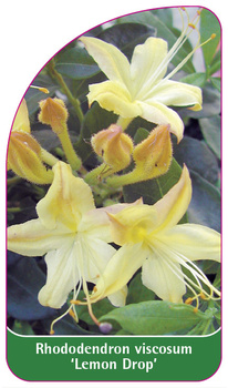 Rhododendron viscosum 'Lemon Drop'