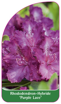 Rhododendron-Hybride 'Purple Lace'