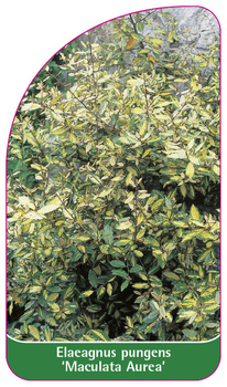 Elaeagnus pungens 'Maculata Aurea'