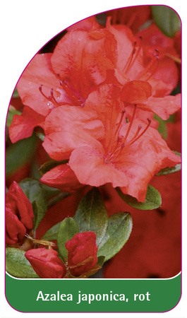 Azalea japonica, rot