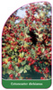 Cotoneaster dielsianus