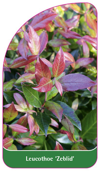 Leucothoe 'Zeblid'