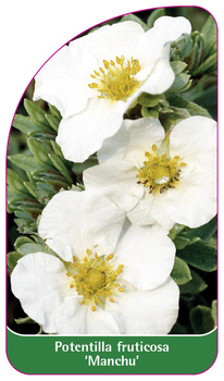 Potentilla fruticosa 'Manchu',