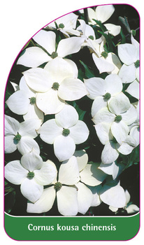 Cornus kousa chinensis