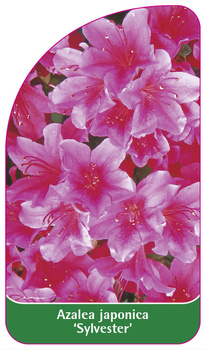 Azalea japonica 'Sylvester'