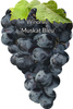 Réva Muscat Bleu