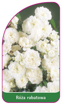 Discount rose Nr. 103 A