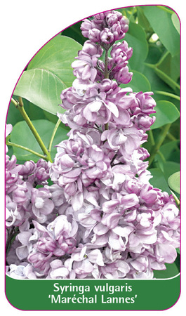 Syringa vulgaris 'Maréchal Lannes'