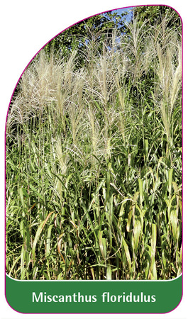 Miscanthus floridulus