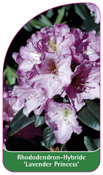 Rhododendron-Hybride 'Lavender Princess'