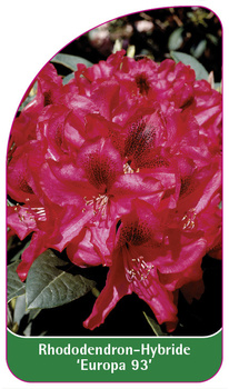 Rhododendron-Hybride 'Europa 93'