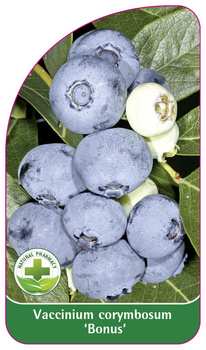 Vaccinium corymbosum 'Bonus'