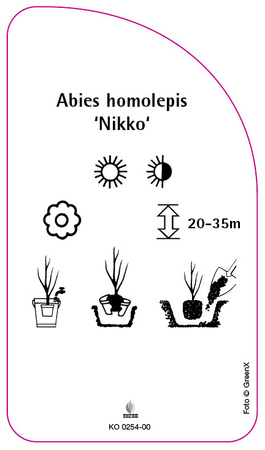 Abies homolepis 'Nikko'