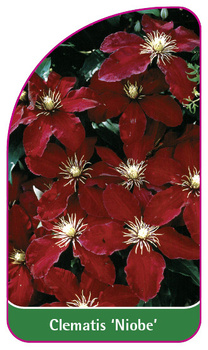 Clematis 'Niobe'