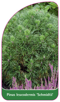 Pinus leucodermis 'Schmidtii'