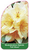 Rhododendron-Hybride 'Full Moon'