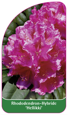 Rhododendron-Hybride 'Hellikki'