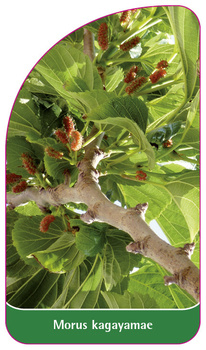 Morus kagayamae