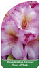 Rhododendron fortunei 'Duke of York'