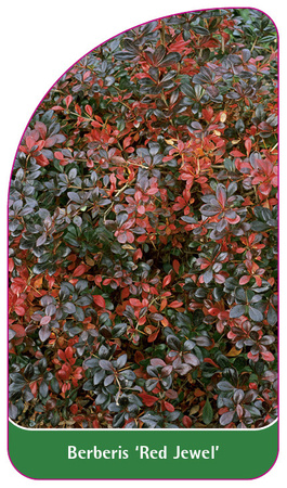 Berberis 'Red Juwel'