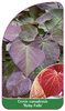 Cercis canadensis 'Ruby Falls'