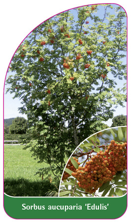 Sorbus aucuparia 'Edulis'