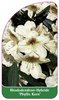 Rhododendron-Hybride 'Phyllis Korn'