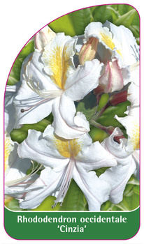Rhododendron occidentale 'Cinzia'