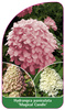 Hydrangea paniculata 'Magical Candle'