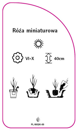 Róza miniaturowa