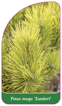 Pinus mugo 'Zundert'
