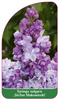 Syringa vulgaris ,Stefan Makowiecki'