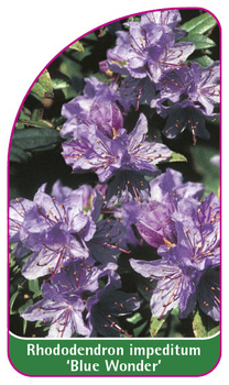 Rhododendron impeditum 'Blue Wonder'