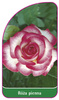 Róza pienna Nr. 6