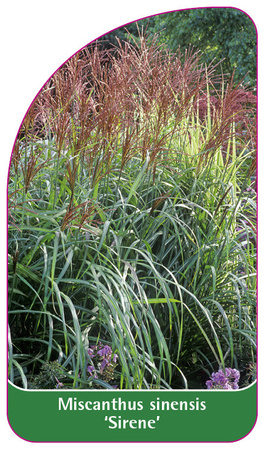 Miscanthus sinensis 'Sirene'