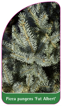 Pinus pungens "Fat Albert